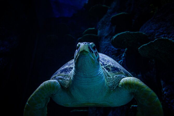 SEA LIFE Sydney Aquarium Entrance Ticket - The Itinerary Breakdown