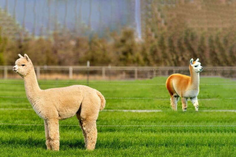 seoul-alpaca-world-nami-island-railbike-garden-park