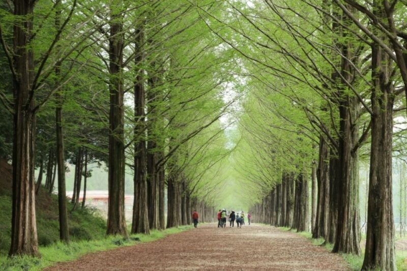 seoul-gangwon-do-day-trip-with-alpaca-world-nami-island