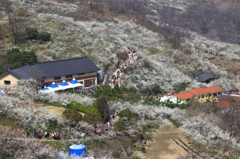 seoul-korea-spring-cherry-blossom-day-tour
