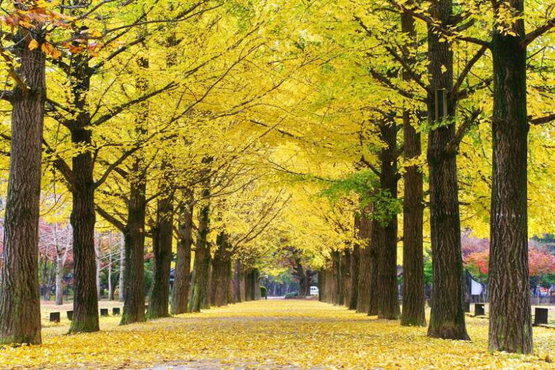 seoul-nami-island-garden-of-morning-calm-tour-rail-bike