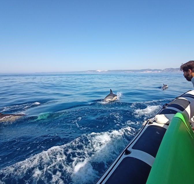 sesimbra-dolphin-watching-boat-tour-with-biologist-guide