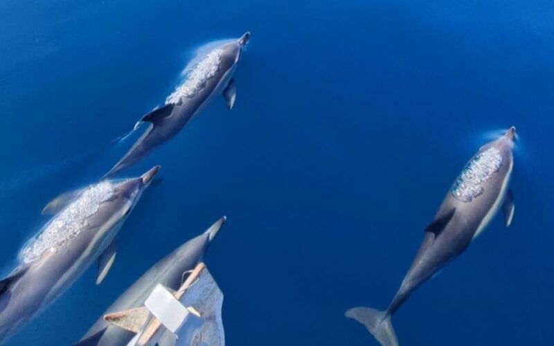 sesimbra-dolphin-watching-with-a-marine-biologist