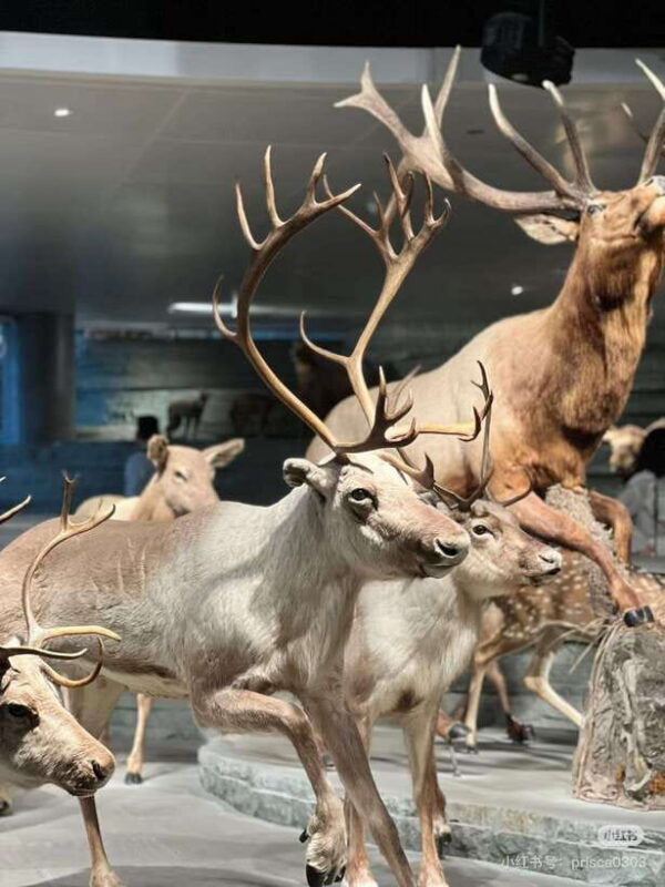 shanghai-natural-history-museum-with-tickets