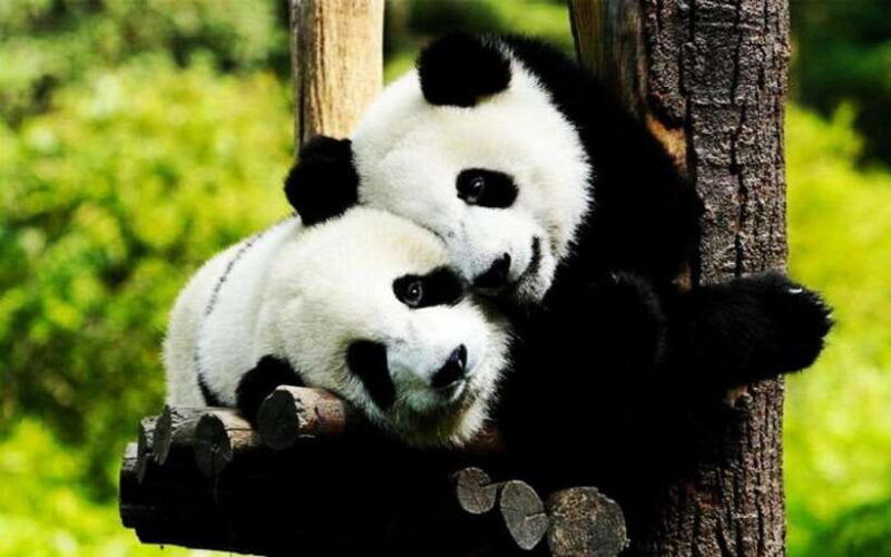 shanghai-zoo-and-zhujiajiao-water-town-tour-with-boat-ride
