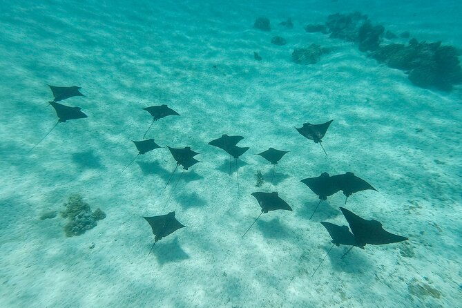 SHARED HALF DAY LAGOON TOUR - Bora Bora Cultural Lagoon Tour - Who Is This Tour Best For?