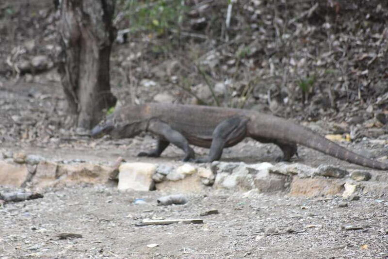 sharing-trip-komodo-3-days-2-nights