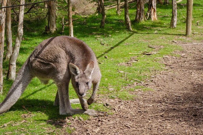 Shore Excursion Melbourne, Sights, Kangaroos, Koalas Lunch & Wine - Final Thoughts: Is This Tour for You?