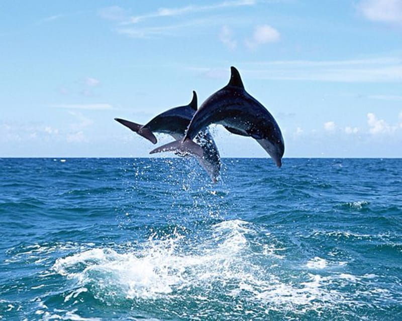 side-dolphin-island-boat-tour-with-lunch-and-soft-drinks