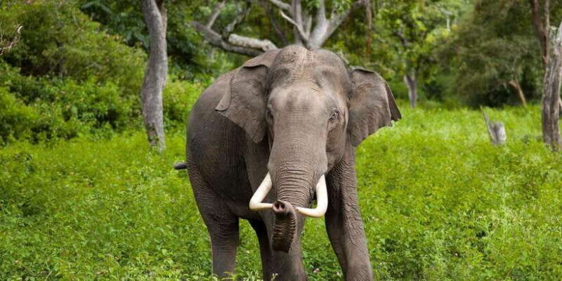 sigiriya-day-tour-with-jeep-safari-from-trincomalee