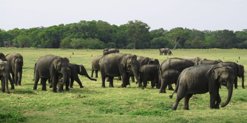 sigiriya-lion-rock-evening-safari-full-day-private-tour