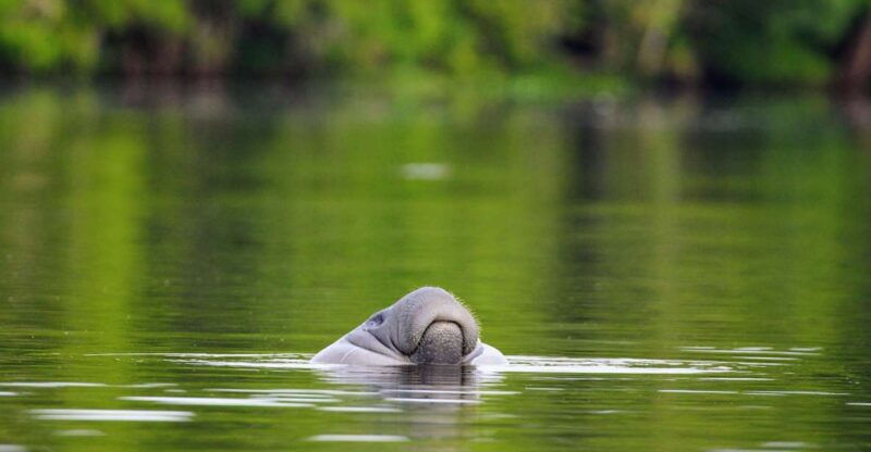 silver-springs-manatee-kayaking-tour