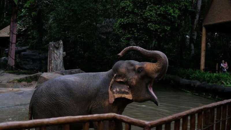 singapore-night-safari-with-tram-ride-and-private-transfer