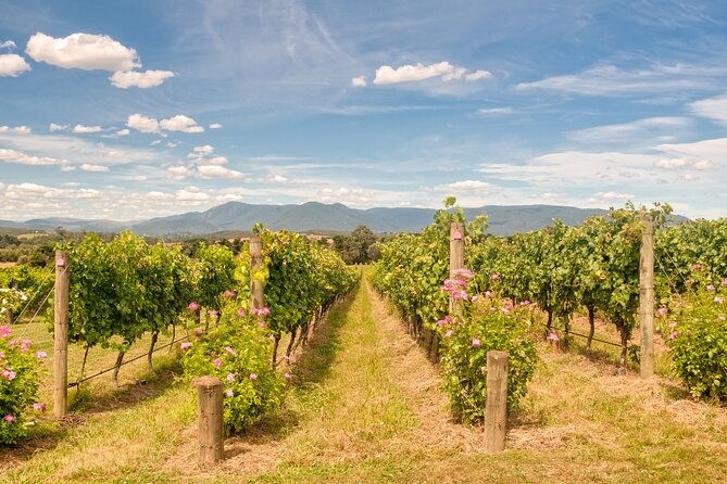 Sip and Savor: Private Yarra Valley Wine Tour from Melbourne - The Value of the Experience