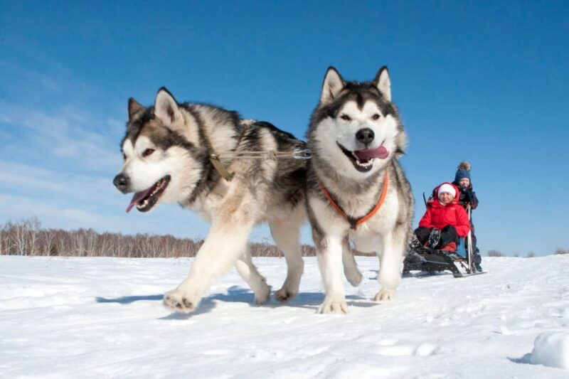 sirkka-5-km-husky-sledding-ride-in-levi