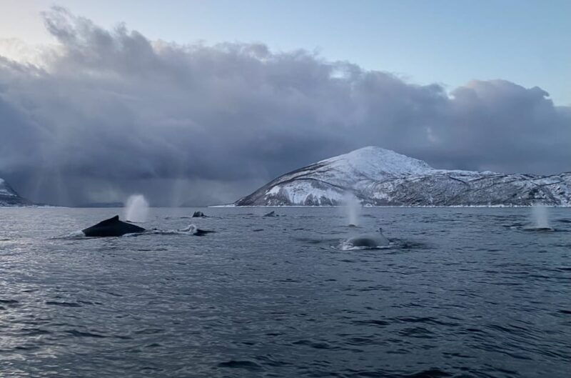 skjervoy-whale-and-orca-watching-tour-by-rib-boat