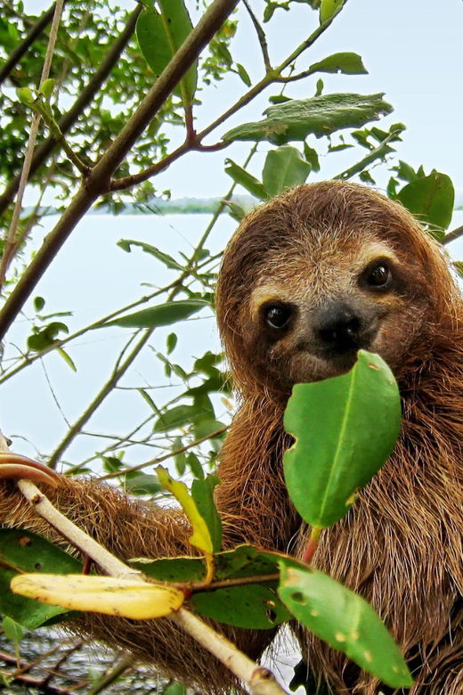 sloth-search-2