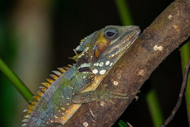 Small-Group Trekking Experience in Daintree National Park - FAQ