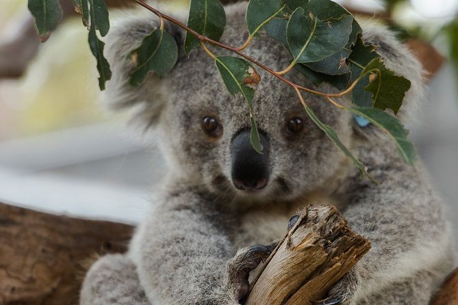 Small Tour (8 ppl) Phillip Island Hike & Penguin Parade Day Tour - FAQs
