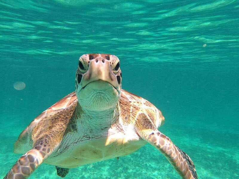 snorkel-in-tulum-reef-boat-ride-and-caleta