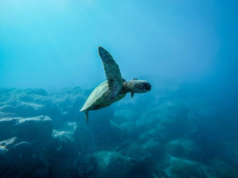 snorkeling-for-beginners-in-crystal-clear-sea-of-halkidiki