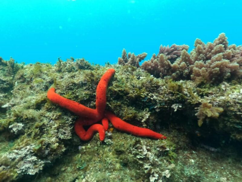 snorkeling-in-terceira-island