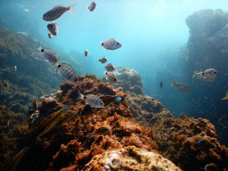 snorkeling-wildlife-in-terceira-island