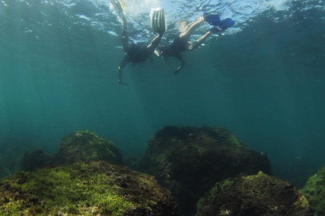 Snorkeling with Turtles at Cook Island Aquatic Reserve - Who Will Love This Tour?