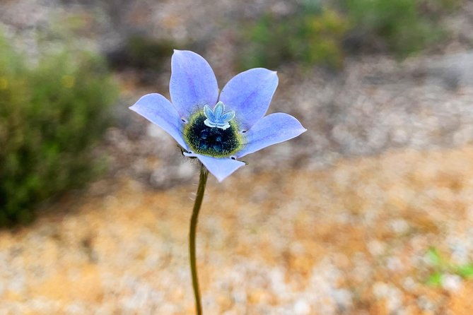 Spring Wildflower Private Day Tours - Is It Worth the Price?