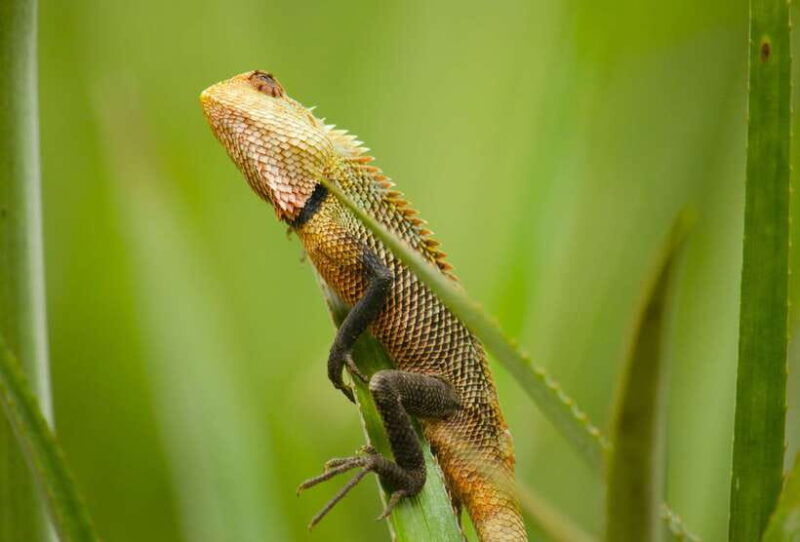 sri-lanka-2-day-national-parks-trip-hotel-transport-guide
