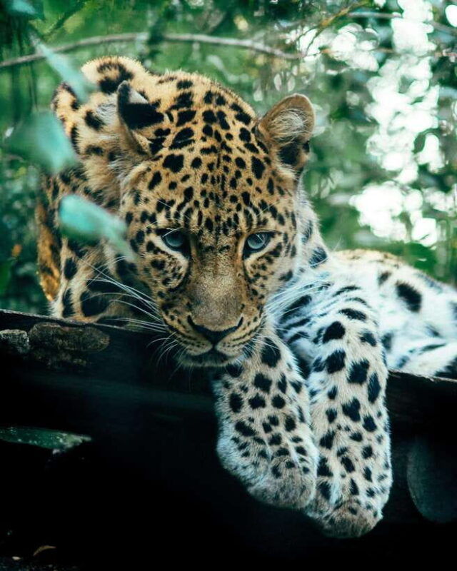 sri-lanka-5-day-private-guided-tour
