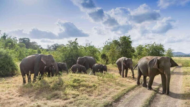 sri-lanka-6-day-luxury-honeymoon-tour