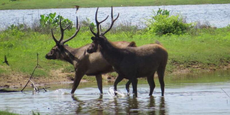 sri-lanka-yala-national-park-private-safari