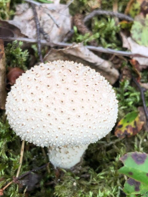 stockholm-mushroom-and-wild-plant-foraging-tour-with-expert