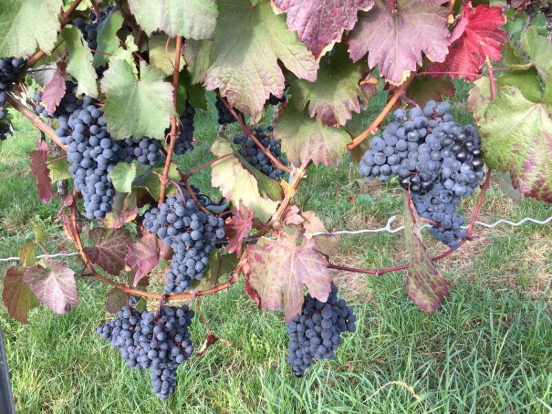 stuttgart-guided-wine-walk-wine-tasting