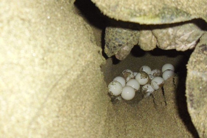 Sukamade Turtle Land Beach (2D1N) - Practical Details & Value