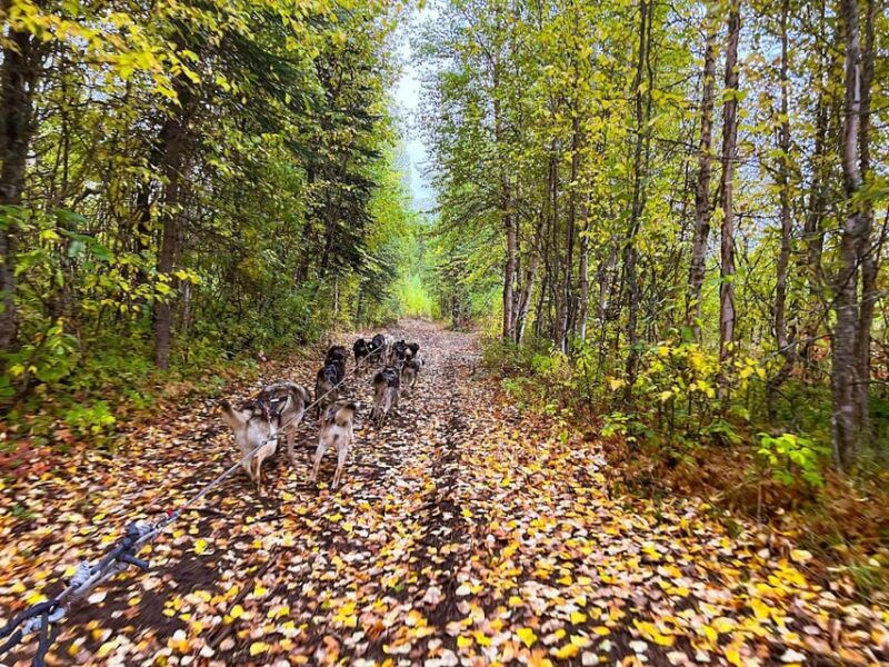 summer-dog-sled-ride-and-kennel-tour-2