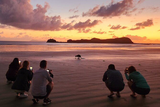 Sunrise with the kangaroos and wallabies - Scenic Return to Airlie Beach