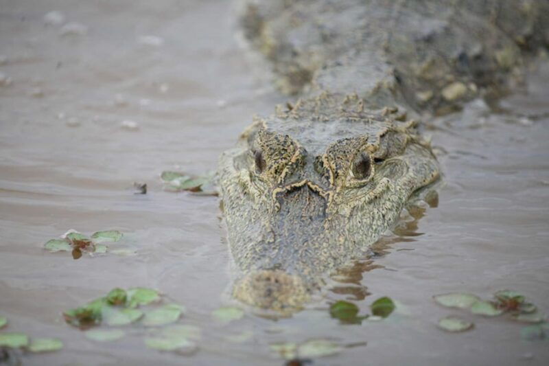 sunset-safari-alligators-and-capybaras