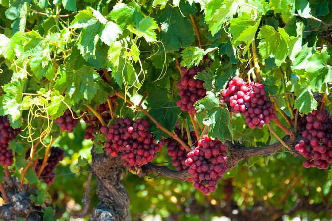 Swan Valley Wine Discovery: Private Tour from Perth - The Value of the Experience  