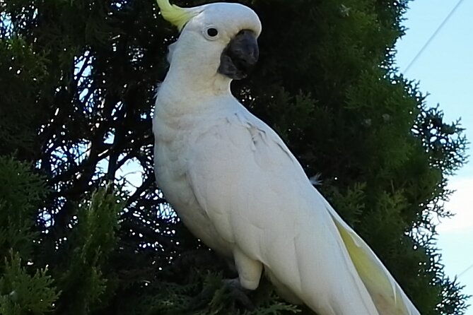 Sydney Parrots, a Unique Island and more - FAQ