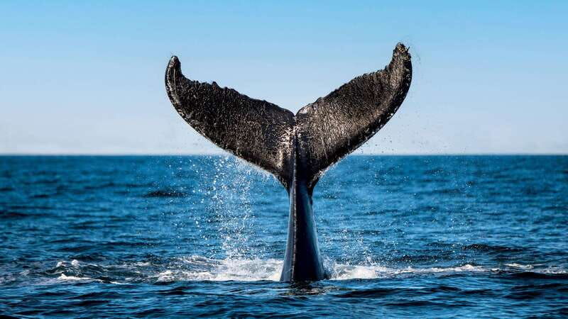 tadoussac-charlevoix-3-hour-whale-watching-boat-tour