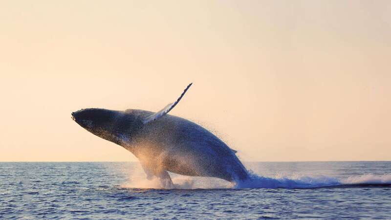 tadoussac-charlevoix-whales-fjord-morning-or-twilight