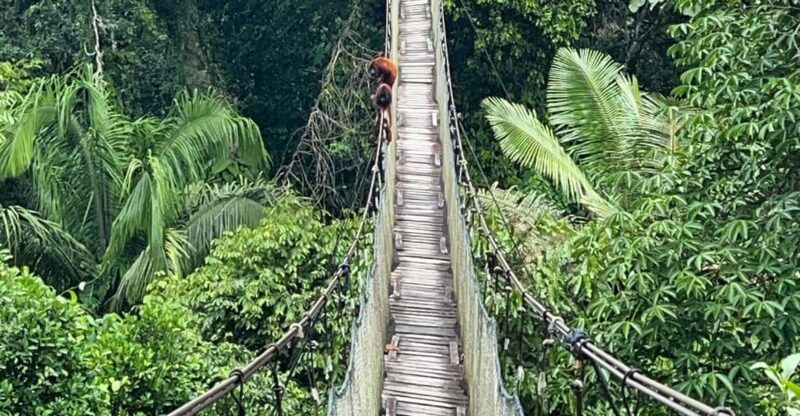 tambopata-2-days-and-1-night-adventure-and-sandoval-lake
