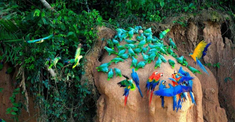 tambopata-macaw-clay-lick-3-days-2-nights