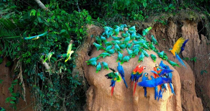 tambopata-macaw-clay-lick-5-days-4-nights