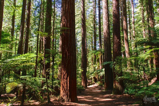 Tauranga to Rotorua Geysers & Canopy Tree Walk. Private Tour. - The Sum Up: Why Choose This Tour?