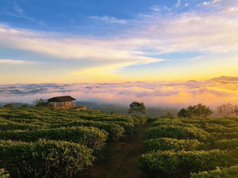 tea-coffee-tour