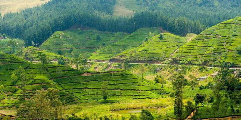 tea-plucking-tea-factory-tour-from-nuwara-eliya