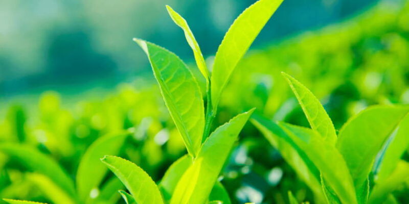 tea-trail-of-nuwara-eliya